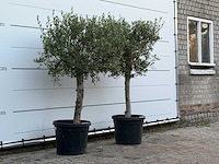 2x olijfboom florida - olea europaea - ca. 25 jaar oud - hoogte ca. 160 cm - afbeelding 4 van  4