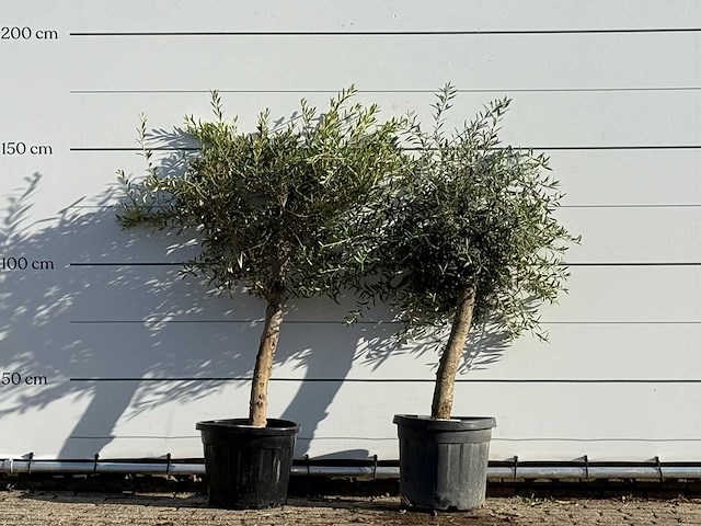 2x olijfboom florida - olea europaea - ca. 25 jaar oud - hoogte ca. 160 cm - afbeelding 1 van  4