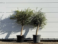 2x olijfboom florida - olea europaea - ca. 25 jaar oud - hoogte ca. 160 cm - afbeelding 1 van  4