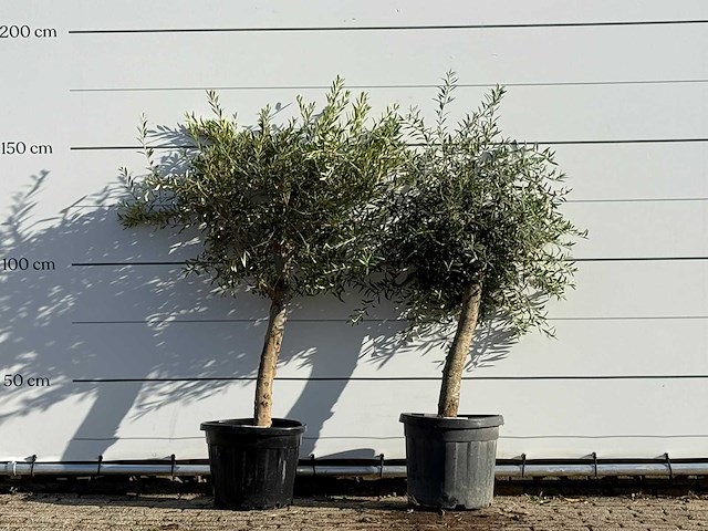 2x olijfboom florida - olea europaea - ca. 25 jaar oud - hoogte ca. 160 cm - afbeelding 2 van  4