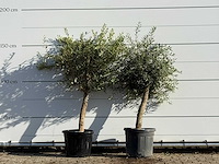 2x olijfboom florida - olea europaea - ca. 25 jaar oud - hoogte ca. 160 cm - afbeelding 2 van  4