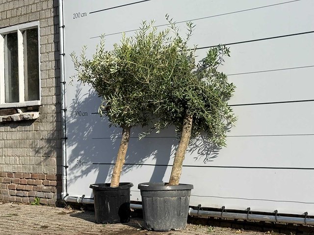 2x olijfboom florida - olea europaea - ca. 25 jaar oud - hoogte ca. 160 cm - afbeelding 3 van  4