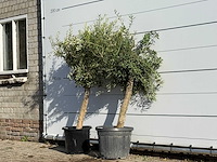 2x olijfboom florida - olea europaea - ca. 25 jaar oud - hoogte ca. 160 cm - afbeelding 3 van  4