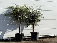 2x olijfboom florida - olea europaea - ca. 25 jaar oud - hoogte ca. 160 cm - afbeelding 4 van  4