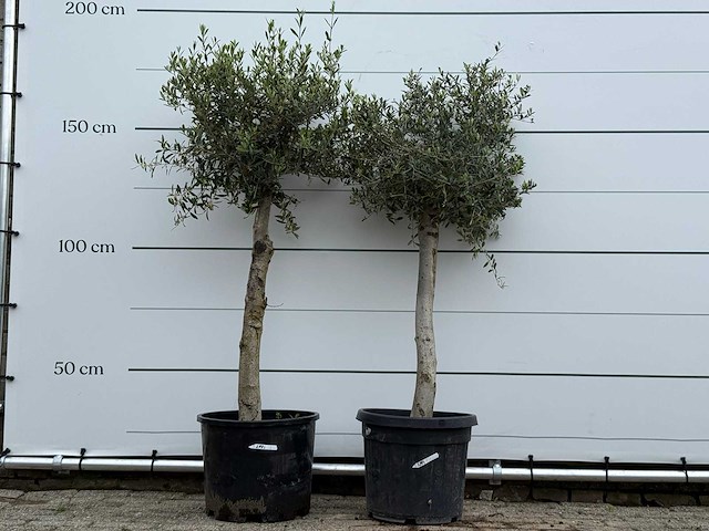 2x olijfboom florida - olea europaea - ca. 25 jaar oud - hoogte ca. 170 cm - afbeelding 1 van  5