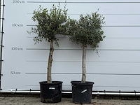 2x olijfboom florida - olea europaea - ca. 25 jaar oud - hoogte ca. 170 cm - afbeelding 1 van  5