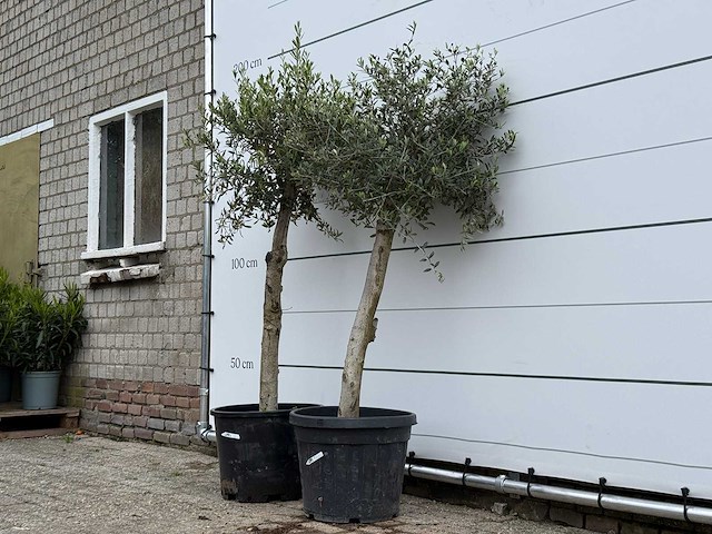 2x olijfboom florida - olea europaea - ca. 25 jaar oud - hoogte ca. 170 cm - afbeelding 2 van  5