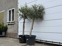 2x olijfboom florida - olea europaea - ca. 25 jaar oud - hoogte ca. 170 cm - afbeelding 2 van  5