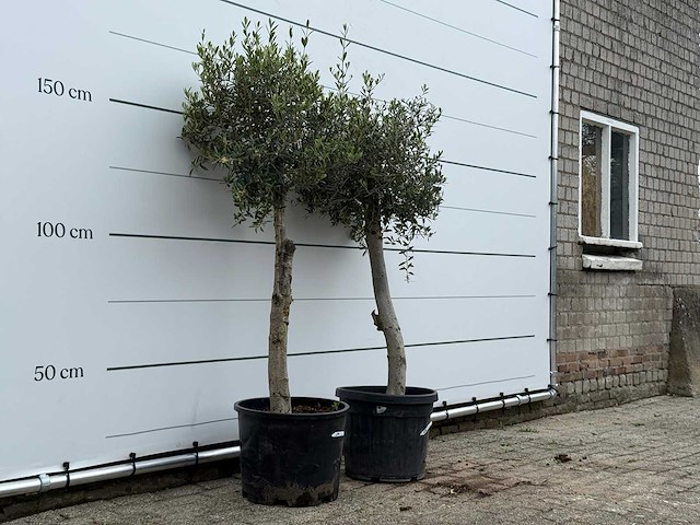 2x olijfboom florida - olea europaea - ca. 25 jaar oud - hoogte ca. 170 cm - afbeelding 3 van  5