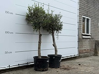 2x olijfboom florida - olea europaea - ca. 25 jaar oud - hoogte ca. 170 cm - afbeelding 3 van  5