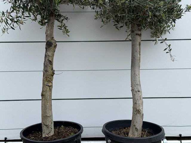 2x olijfboom florida - olea europaea - ca. 25 jaar oud - hoogte ca. 170 cm - afbeelding 4 van  5