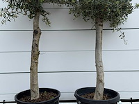 2x olijfboom florida - olea europaea - ca. 25 jaar oud - hoogte ca. 170 cm - afbeelding 4 van  5