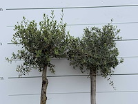 2x olijfboom florida - olea europaea - ca. 25 jaar oud - hoogte ca. 170 cm - afbeelding 5 van  5