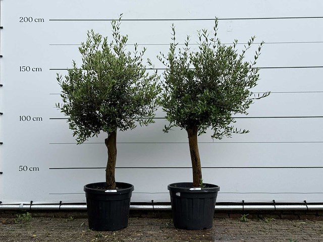 2x olijfboom florida - olea europaea - ca. 25 jaar oud - hoogte ca. 170 cm - afbeelding 1 van  4