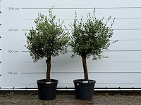 2x olijfboom florida - olea europaea - ca. 25 jaar oud - hoogte ca. 170 cm - afbeelding 1 van  4