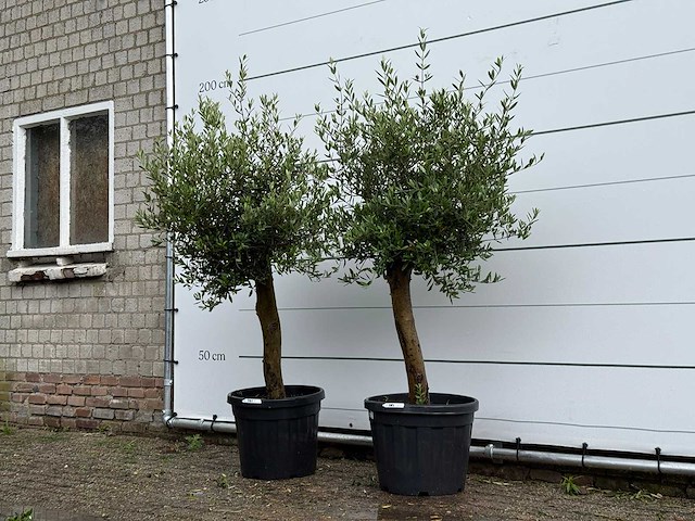 2x olijfboom florida - olea europaea - ca. 25 jaar oud - hoogte ca. 170 cm - afbeelding 2 van  4