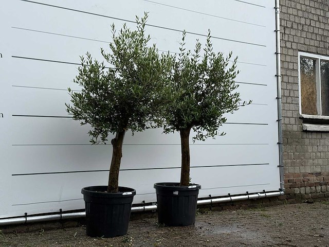 2x olijfboom florida - olea europaea - ca. 25 jaar oud - hoogte ca. 170 cm - afbeelding 3 van  4