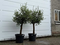 2x olijfboom florida - olea europaea - ca. 25 jaar oud - hoogte ca. 170 cm - afbeelding 3 van  4