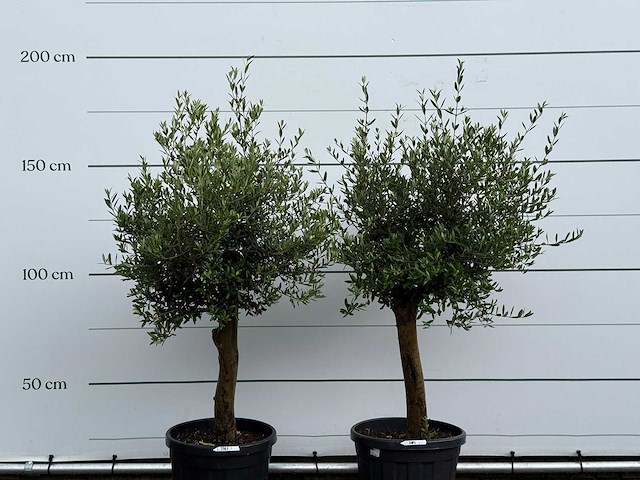2x olijfboom florida - olea europaea - ca. 25 jaar oud - hoogte ca. 170 cm - afbeelding 4 van  4
