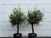 2x olijfboom florida - olea europaea - ca. 25 jaar oud - hoogte ca. 170 cm - afbeelding 4 van  4