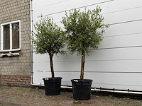 2x olijfboom florida - olea europaea - ca. 25 jaar oud - hoogte ca. 170 cm - afbeelding 1 van  2