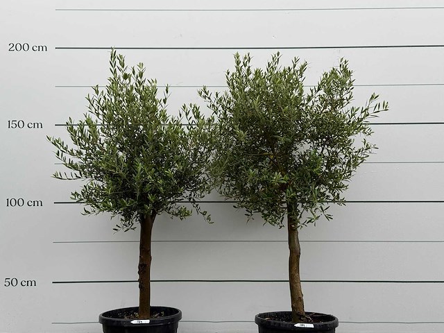 2x olijfboom florida - olea europaea - ca. 25 jaar oud - hoogte ca. 170 cm - afbeelding 2 van  2