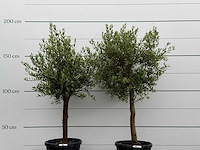 2x olijfboom florida - olea europaea - ca. 25 jaar oud - hoogte ca. 170 cm - afbeelding 2 van  2