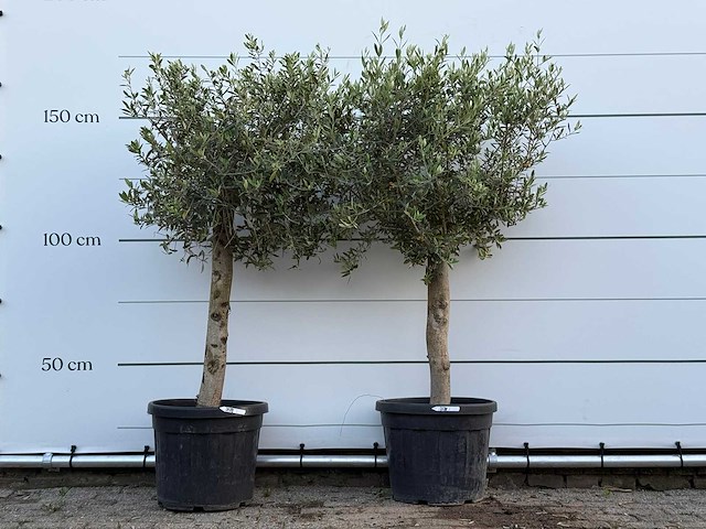 2x olijfboom florida - olea europaea - ca. 25 jaar oud - hoogte ca. 170 cm - afbeelding 1 van  2