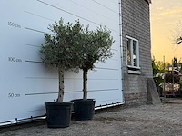 2x olijfboom florida - olea europaea - ca. 25 jaar oud - hoogte ca. 170 cm - afbeelding 2 van  2