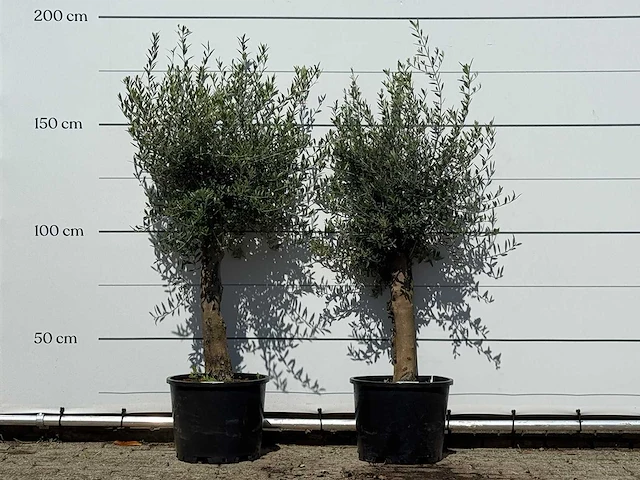 2x olijfboom florida - olea europaea - ca. 25 jaar oud - hoogte ca. 170 cm - afbeelding 1 van  4