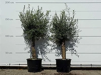 2x olijfboom florida - olea europaea - ca. 25 jaar oud - hoogte ca. 170 cm