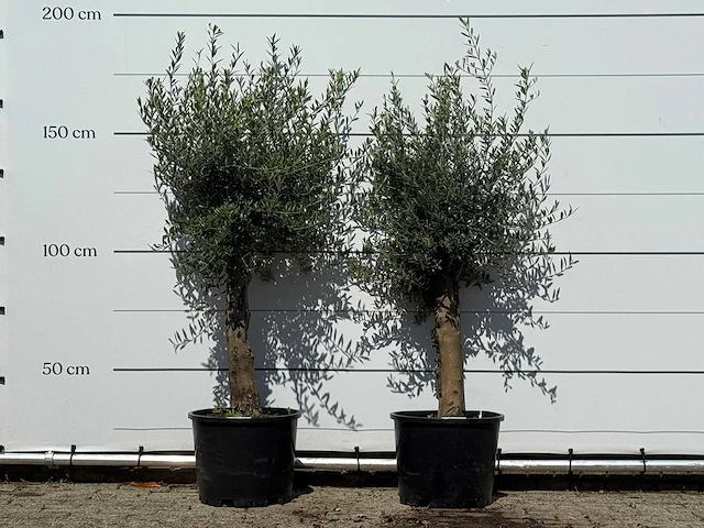 2x olijfboom florida - olea europaea - ca. 25 jaar oud - hoogte ca. 170 cm - afbeelding 2 van  4