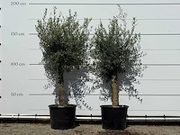 2x olijfboom florida - olea europaea - ca. 25 jaar oud - hoogte ca. 170 cm - afbeelding 2 van  4