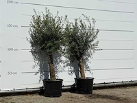 2x olijfboom florida - olea europaea - ca. 25 jaar oud - hoogte ca. 170 cm - afbeelding 4 van  4