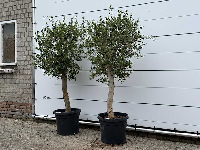 2x olijfboom florida - olea europaea - ca. 25 jaar oud - hoogte ca. 180 cm - afbeelding 1 van  1