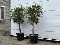 2x olijfboom florida - olea europaea - ca. 25 jaar oud - hoogte ca. 180 cm - afbeelding 1 van  1