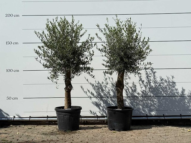 2x olijfboom florida - olea europaea - ca. 25 jaar oud - hoogte ca. 180 cm - afbeelding 1 van  2