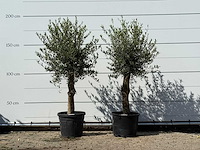 2x olijfboom florida - olea europaea - ca. 25 jaar oud - hoogte ca. 180 cm - afbeelding 1 van  2