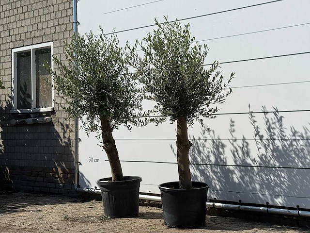 2x olijfboom florida - olea europaea - ca. 25 jaar oud - hoogte ca. 180 cm - afbeelding 2 van  2