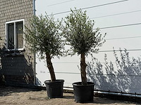 2x olijfboom florida - olea europaea - ca. 25 jaar oud - hoogte ca. 180 cm - afbeelding 2 van  2