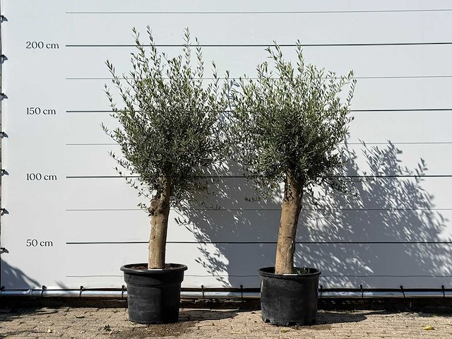 2x olijfboom florida - olea europaea - ca. 25 jaar oud - hoogte ca. 180 cm - afbeelding 1 van  3