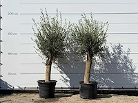 2x olijfboom florida - olea europaea - ca. 25 jaar oud - hoogte ca. 180 cm - afbeelding 1 van  3