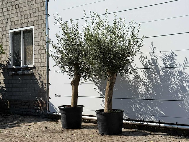 2x olijfboom florida - olea europaea - ca. 25 jaar oud - hoogte ca. 180 cm - afbeelding 2 van  3
