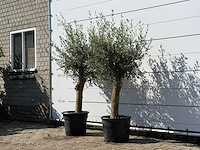 2x olijfboom florida - olea europaea - ca. 25 jaar oud - hoogte ca. 180 cm - afbeelding 2 van  3