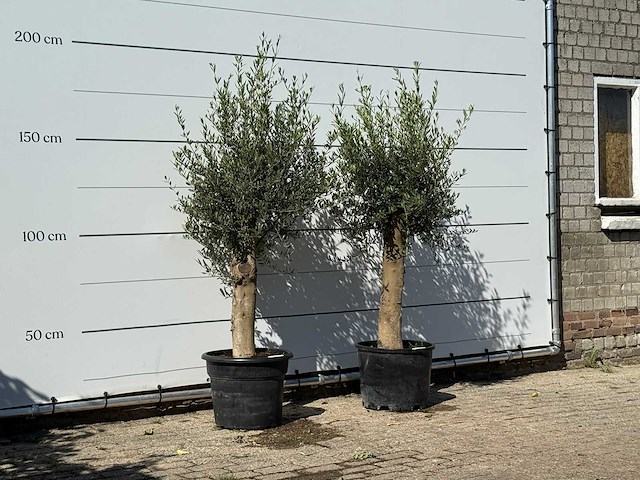 2x olijfboom florida - olea europaea - ca. 25 jaar oud - hoogte ca. 180 cm - afbeelding 3 van  3
