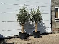2x olijfboom florida - olea europaea - ca. 25 jaar oud - hoogte ca. 180 cm - afbeelding 3 van  3