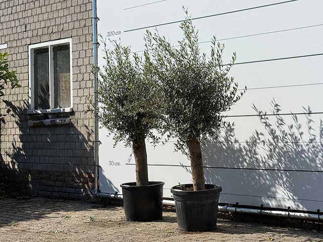 2x olijfboom florida - olea europaea - ca. 25 jaar oud - hoogte ca. 180 cm - afbeelding 1 van  2