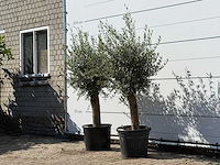 2x olijfboom florida - olea europaea - ca. 25 jaar oud - hoogte ca. 180 cm - afbeelding 1 van  2
