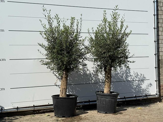 2x olijfboom florida - olea europaea - ca. 25 jaar oud - hoogte ca. 180 cm - afbeelding 2 van  2