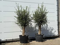 2x olijfboom florida - olea europaea - ca. 25 jaar oud - hoogte ca. 180 cm - afbeelding 2 van  2